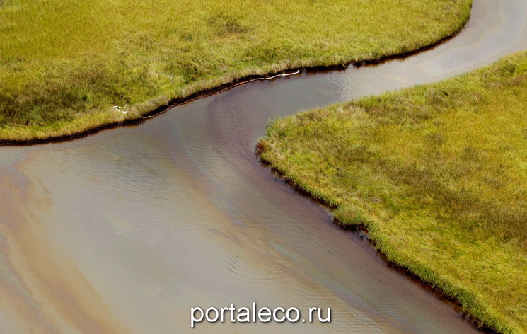  Нефть распространяется в болотах северной части залива Баратария